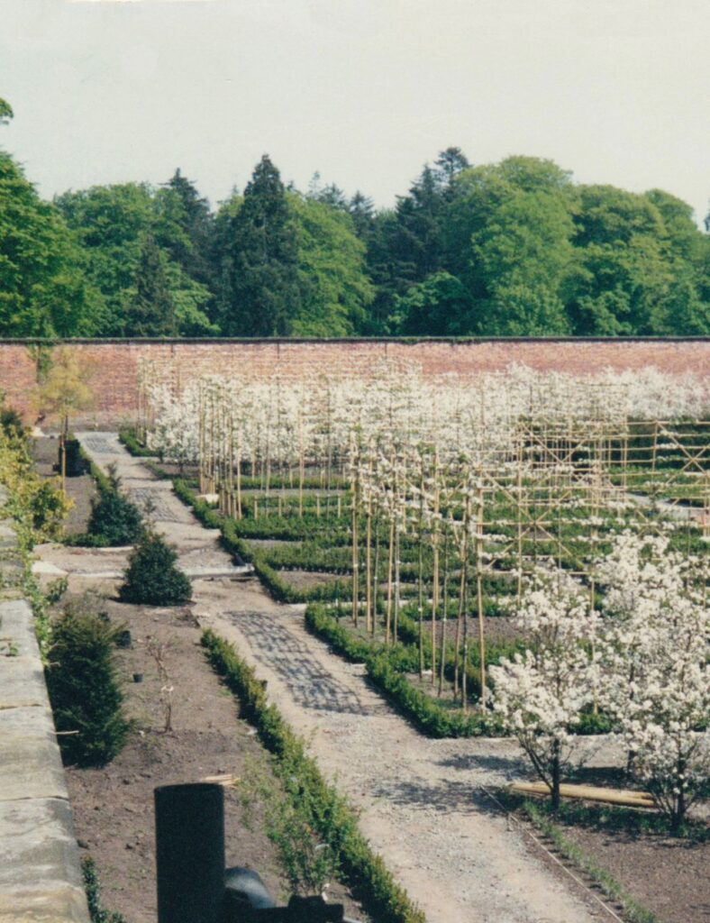 The Alniwck Garden - Duchess