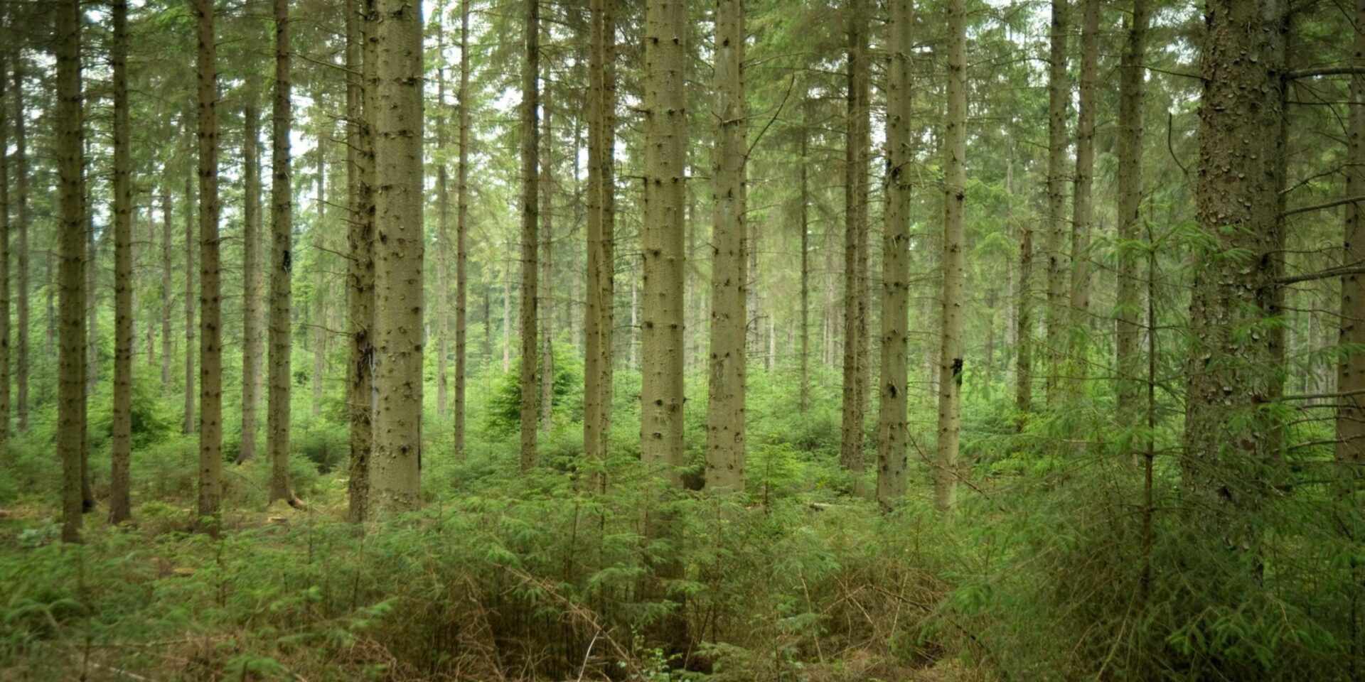 Harwood Forest