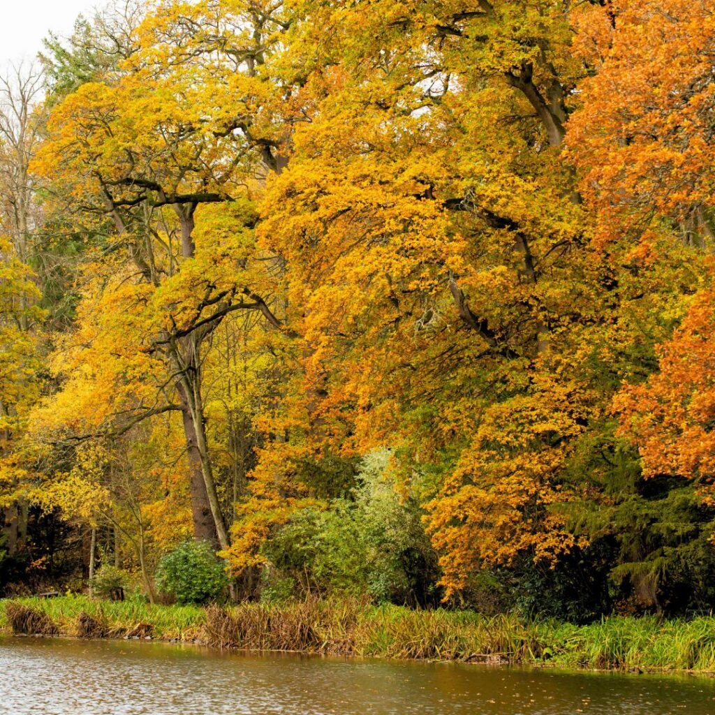 Wallington - Autumn