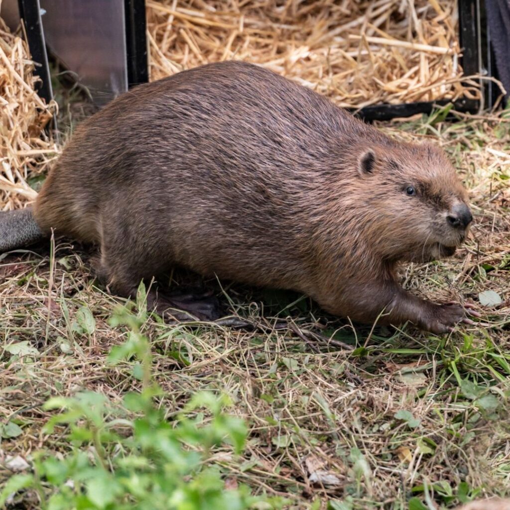 Beavers at Wallington