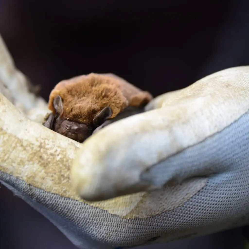Meet a Bat at Gibside with Ranger Tim - Gateshead