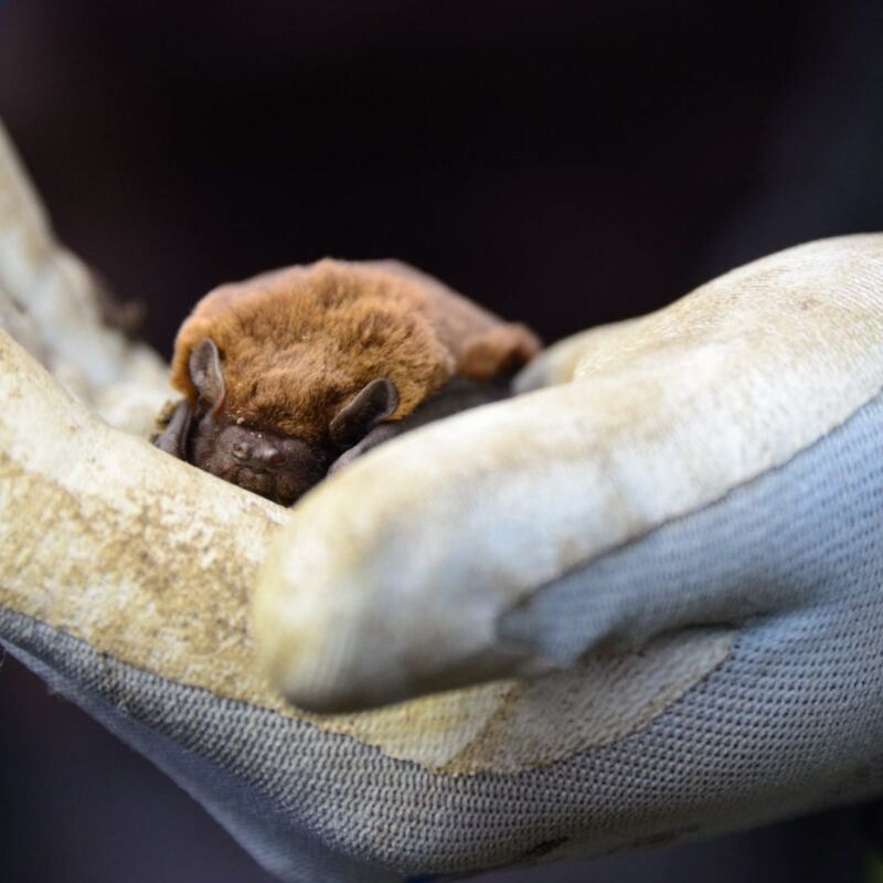 Meet a Bat at Gibside with Ranger Tim - Gateshead