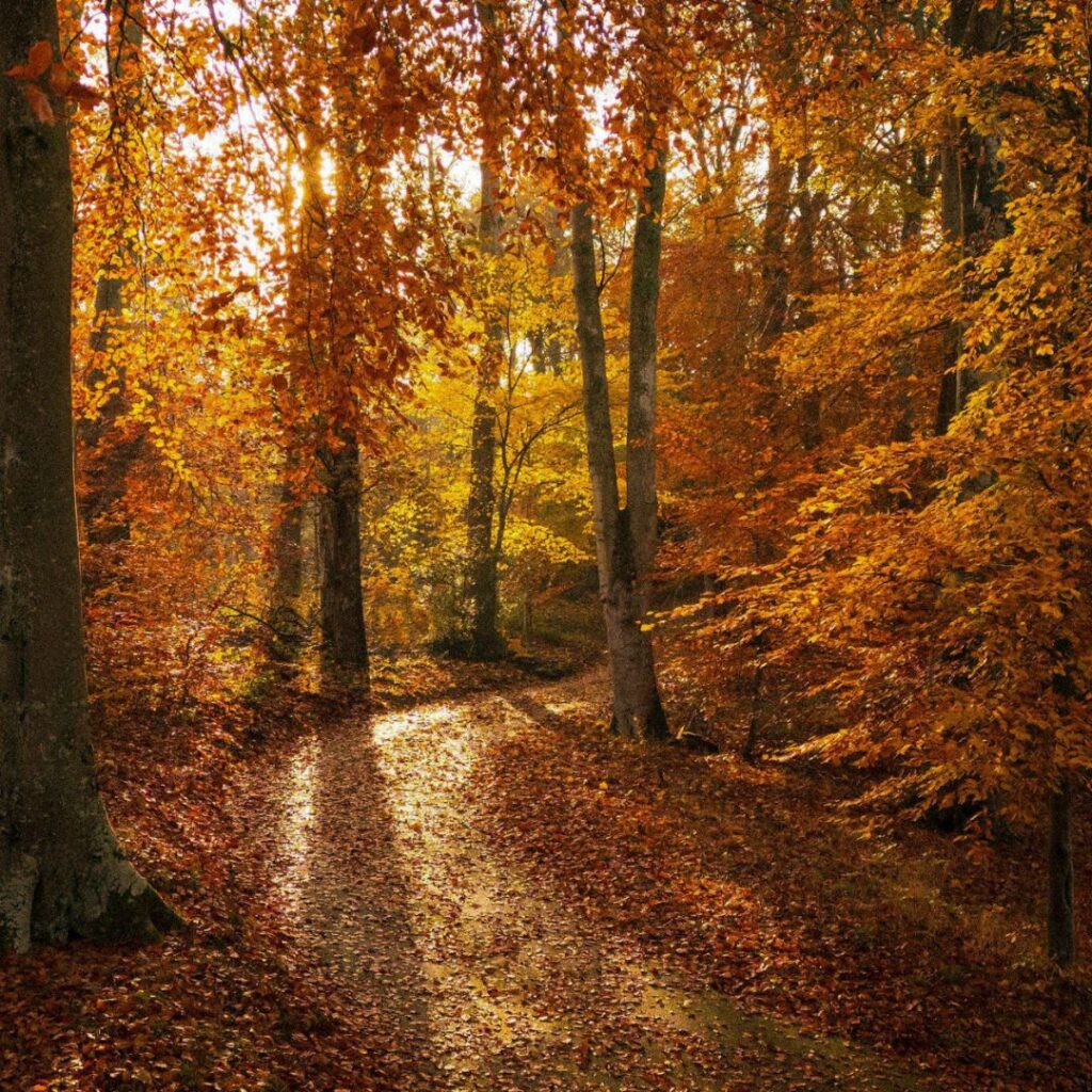 Autumn Photography Exhibition at Wallington