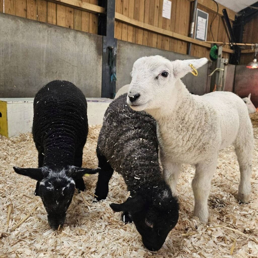 Ouseburn Farm